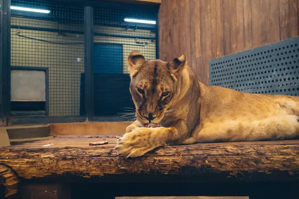 Kharkiv, Ukrayna, 29 Ağustos 2025, Kharkiv Hayvanat Bahçesi, 1895 yılında kurulan bir hayvanat bahçesi. Savaşa ve Kharkiv şehrine saldırı riskine rağmen burası hala açık..