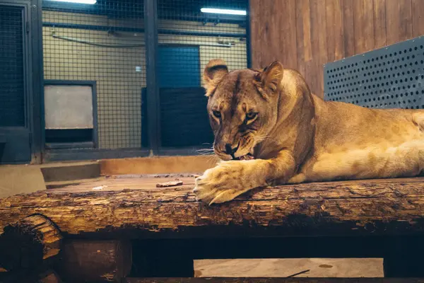 Kharkiv, Ukrayna, 29 Ağustos 2025, Kharkiv Hayvanat Bahçesi, 1895 yılında kurulan bir hayvanat bahçesi. Savaşa ve Kharkiv şehrine saldırı riskine rağmen burası hala açık..