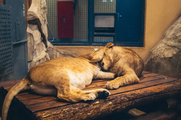 Kharkiv, Ukrayna, 29 Ağustos 2025, Kharkiv Hayvanat Bahçesi, 1895 yılında kurulan bir hayvanat bahçesi. Savaşa ve Kharkiv şehrine saldırı riskine rağmen burası hala açık..