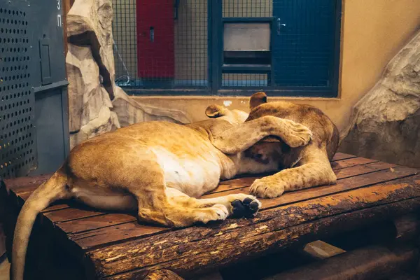 Kharkiv, Ukrayna, 29 Ağustos 2025, Kharkiv Hayvanat Bahçesi, 1895 yılında kurulan bir hayvanat bahçesi. Savaşa ve Kharkiv şehrine saldırı riskine rağmen burası hala açık..