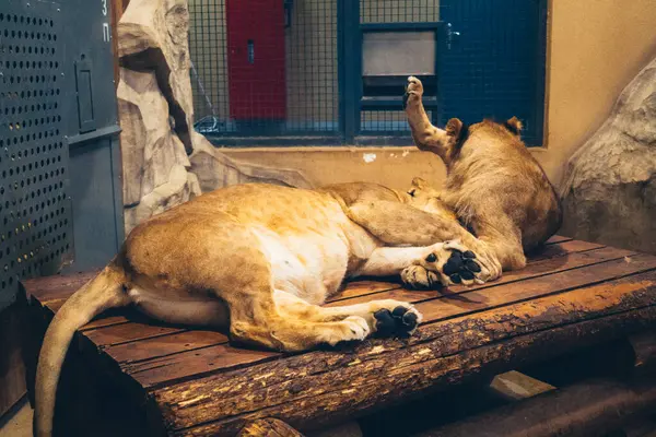 Kharkiv, Ukrayna, 29 Ağustos 2025, Kharkiv Hayvanat Bahçesi, 1895 yılında kurulan bir hayvanat bahçesi. Savaşa ve Kharkiv şehrine saldırı riskine rağmen burası hala açık..