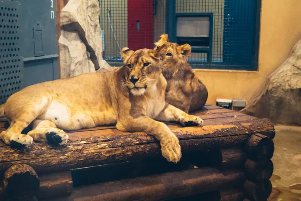 Kharkiv, Ukrayna, 29 Ağustos 2025, Kharkiv Hayvanat Bahçesi, 1895 yılında kurulan bir hayvanat bahçesi. Savaşa ve Kharkiv şehrine saldırı riskine rağmen burası hala açık..