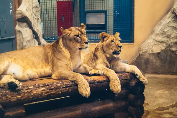 Kharkiv, Ukrayna, 29 Ağustos 2025, Kharkiv Hayvanat Bahçesi, 1895 yılında kurulan bir hayvanat bahçesi. Savaşa ve Kharkiv şehrine saldırı riskine rağmen burası hala açık..