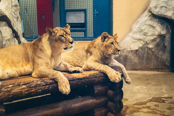 Kharkiv, Ukrayna, 29 Ağustos 2025, Kharkiv Hayvanat Bahçesi, 1895 yılında kurulan bir hayvanat bahçesi. Savaşa ve Kharkiv şehrine saldırı riskine rağmen burası hala açık..