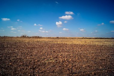 Carmona, İspanya, 30 Eylül 2025 İspanya 'nın Carmona köyü yakınlarındaki İspanyol çiftliğinde..