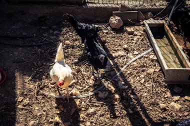 Carmona, İspanya, 30 Eylül 2025 İspanya 'nın Carmona köyü yakınlarındaki bir çiftlikte tavuklar.