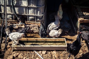 Carmona, İspanya, 30 Eylül 2025 İspanya 'nın Carmona köyü yakınlarındaki bir çiftlikte tavuklar.