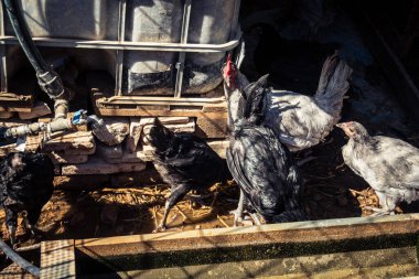 Carmona, İspanya, 30 Eylül 2025 İspanya 'nın Carmona köyü yakınlarındaki bir çiftlikte tavuklar.