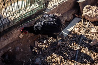 Carmona, İspanya, 30 Eylül 2025 İspanya 'nın Carmona köyü yakınlarındaki bir çiftlikte tavuklar.