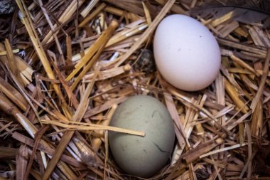 Carmona, İspanya, 30 Eylül 2025 İspanya 'nın Carmona köyü yakınlarındaki bir çiftlikte tavuklar.