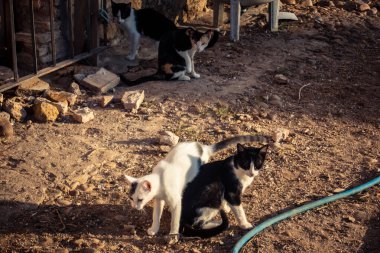 Carmona, İspanya, 30 Eylül 2025 İspanya 'nın Carmona köyü yakınlarındaki bir çiftlikte oynayan kediler..