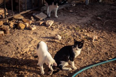 Carmona, İspanya, 30 Eylül 2025 İspanya 'nın Carmona köyü yakınlarındaki bir çiftlikte oynayan kediler..