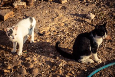 Carmona, İspanya, 30 Eylül 2025 İspanya 'nın Carmona köyü yakınlarındaki bir çiftlikte oynayan kediler..