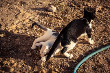 Carmona, İspanya, 30 Eylül 2025 İspanya 'nın Carmona köyü yakınlarındaki bir çiftlikte oynayan kediler..