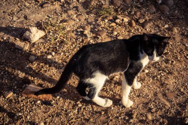 Carmona, İspanya, 30 Eylül 2025 İspanya 'nın Carmona köyü yakınlarındaki bir çiftlikte oynayan kediler..