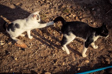 Carmona, İspanya, 30 Eylül 2025 İspanya 'nın Carmona köyü yakınlarındaki bir çiftlikte oynayan kediler..