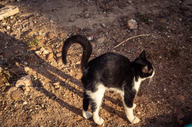 Carmona, İspanya, 30 Eylül 2025 İspanya 'nın Carmona köyü yakınlarındaki bir çiftlikte oynayan kediler..