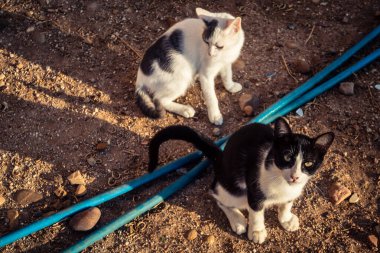 Carmona, İspanya, 30 Eylül 2025 İspanya 'nın Carmona köyü yakınlarındaki bir çiftlikte oynayan kediler..