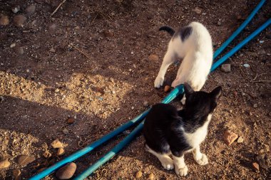 Carmona, İspanya, 30 Eylül 2025 İspanya 'nın Carmona köyü yakınlarındaki bir çiftlikte oynayan kediler..