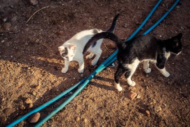 Carmona, İspanya, 30 Eylül 2025 İspanya 'nın Carmona köyü yakınlarındaki bir çiftlikte oynayan kediler..