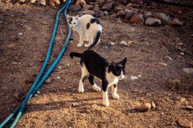 Carmona, İspanya, 30 Eylül 2025 İspanya 'nın Carmona köyü yakınlarındaki bir çiftlikte oynayan kediler..