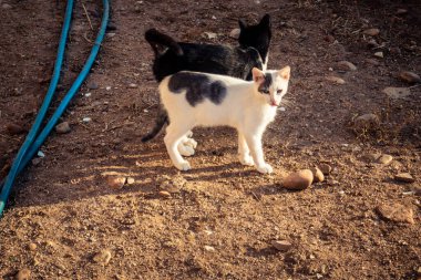 Carmona, İspanya, 30 Eylül 2025 İspanya 'nın Carmona köyü yakınlarındaki bir çiftlikte oynayan kediler..