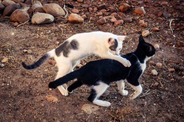 Carmona, İspanya, 30 Eylül 2025 İspanya 'nın Carmona köyü yakınlarındaki bir çiftlikte oynayan kediler..