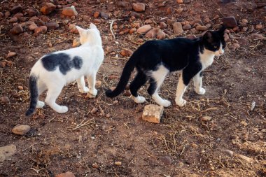 Carmona, İspanya, 30 Eylül 2025 İspanya 'nın Carmona köyü yakınlarındaki bir çiftlikte oynayan kediler..