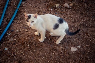 Carmona, İspanya, 30 Eylül 2025 İspanya 'nın Carmona köyü yakınlarındaki bir çiftlikte oynayan kediler..