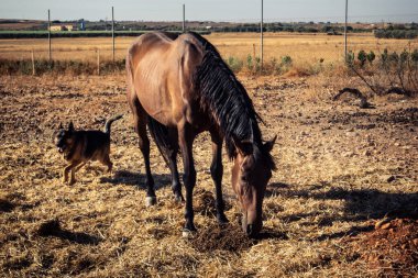 Carmona, İspanya, 30 Eylül 2025 İspanya 'nın Carmona köyü yakınlarındaki Endülüs atları..