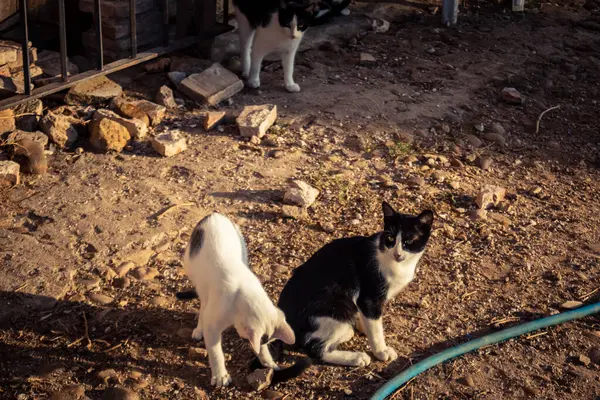 Carmona, İspanya, 30 Eylül 2025 İspanya 'nın Carmona köyü yakınlarındaki bir çiftlikte oynayan kediler..