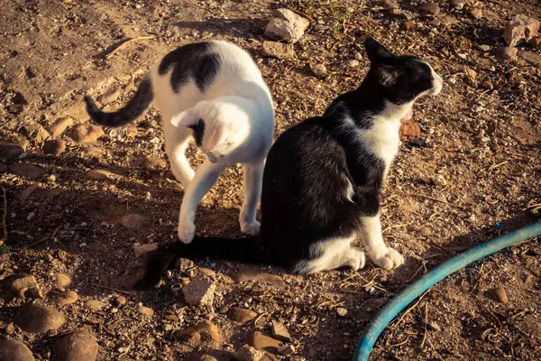 Carmona, İspanya, 30 Eylül 2025 İspanya 'nın Carmona köyü yakınlarındaki bir çiftlikte oynayan kediler..