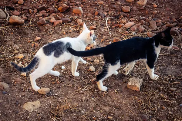 Carmona, İspanya, 30 Eylül 2025 İspanya 'nın Carmona köyü yakınlarındaki bir çiftlikte oynayan kediler..