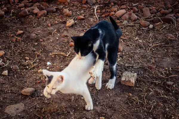 Carmona, İspanya, 30 Eylül 2025 İspanya 'nın Carmona köyü yakınlarındaki bir çiftlikte oynayan kediler..