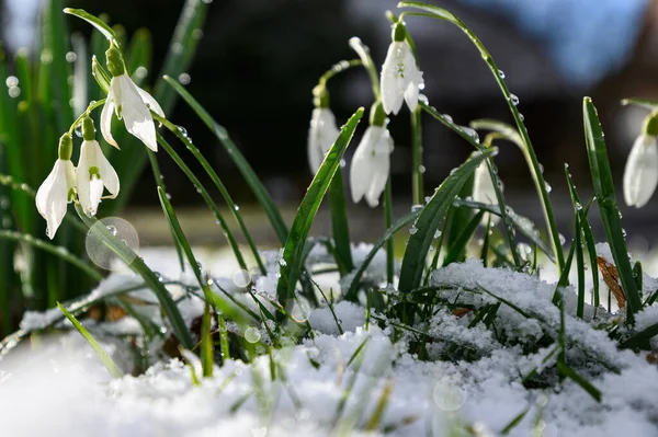 Snowdrop flowers (Galanthus nivalis) growing out of the snow. Spring snowdrop flowers.