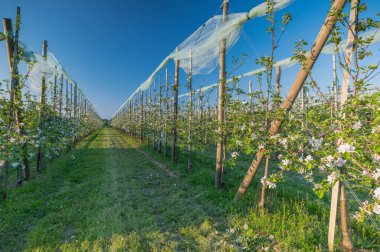 Elma bahçesinde, organik meyve ve organik gıda üretimi için elma ağacı fidanlığı olan beyaz çiçekler. Yerel tarım arazilerinde sürdürülebilir meyve üretimi. 