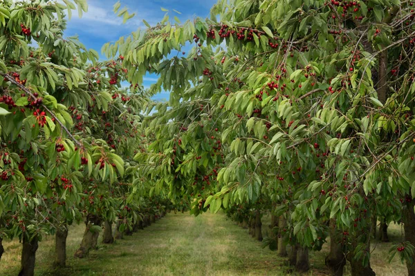 Stock image Cherry trees in orchard bearing fruits on the branch. Red cherries hanging on a cherry tree branch. Ripe red cherry grows on a tree in an orchard. Cultivation of fruits. Nature's narvest cherry trees.