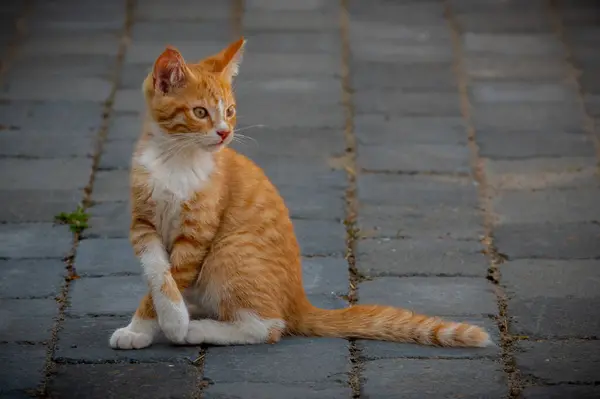 Red Kiiten Sitting Crossed Paws Pavement Staring Distance Its Curious — Stock Photo, Image