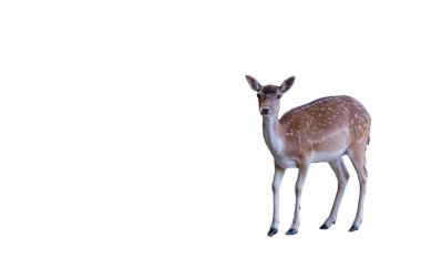 Şeffaf bir geçmişi olan geyik yavrusu. Şeffaf arka planda genç bir geyik..