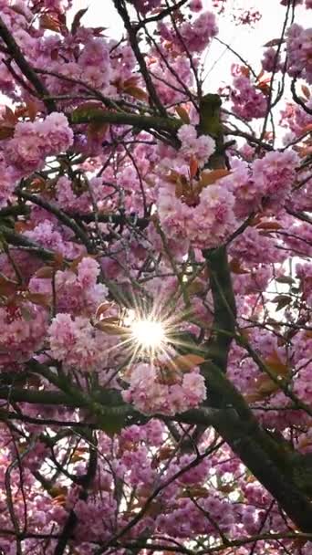 樱花绽放 阳光灿烂 灿烂的阳光照耀着她的花朵 明亮的条纹和明亮的闪光效果 — 图库视频影像