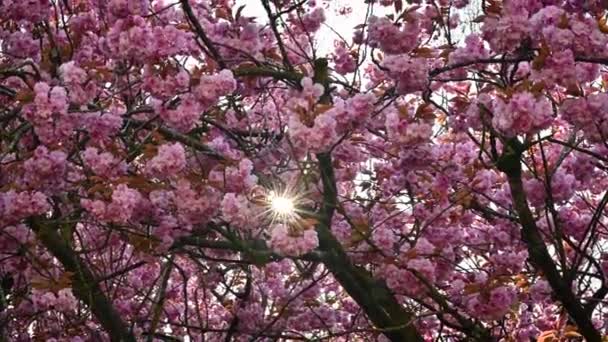 Blossoms Van Sakura Stralende Gloed Van Zon Heldere Stralen Van — Stockvideo