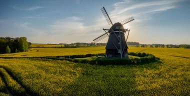 Historic mill amidst a rapeseed field, in the glow of the evening sun at sunset. Spring landscape with bright yellow rapeseed field and an old windmill by evening.