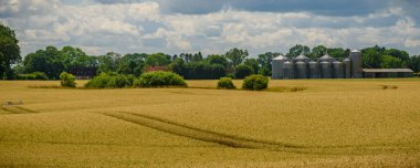 Golden wheat field in the foreground with backdrop of grain silos in a rural setting. Large granaries for storing and drying grain, wheat, corn on the background with wast wheat field in foreground. clipart