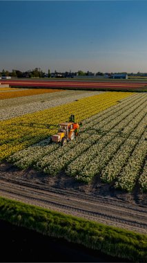 Lale tarlalarında çalışan traktör. İlkbaharda gübre yayıcılı bir traktör. Hastalıklara karşı spreyli traktörün hava görüntüsü. Çiçek yetiştiriciliği. Traktör rengarenk çiçek tarlaları arasında püskürtüyor. 