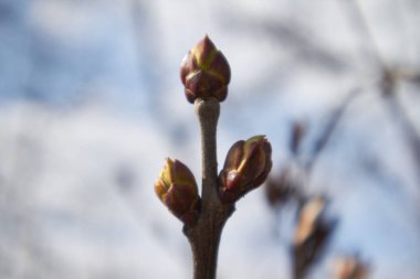 Bahar zamanı ağaçta tomurcuklar. Yüksek kalite fotoğraf