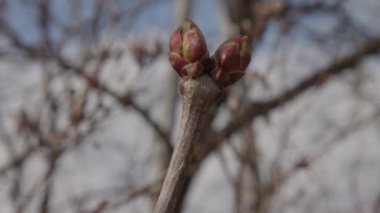 Bahar zamanı ağaçta tomurcuklar