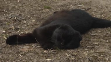  Kedi güneş ışığı altında yerde yatar ve kameraya bakar. Bahar çiftleşme dönemi.
