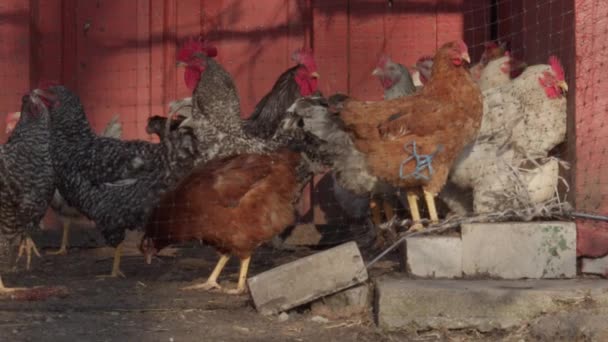 Çiftlikteki Ağın Arkasındaki Tavuklar Kümes Hayvanları Olay Yerinde Yürüyor Yemek — Stok video