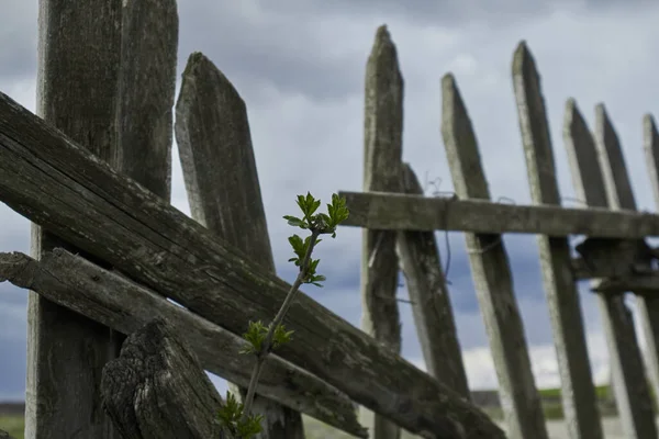 一棵孤零零的植物穿过破碎的篱笆 战争期间的乌克兰生活 高质量的照片 — 图库照片