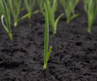 Baharın başında bahçede soğan filizlenir. Yüksek kalite fotoğraf